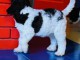 Lagotto Romagnolo chiots