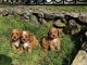 Cavapoo chiots à vendre