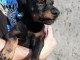 Dobermann chiots à vendre