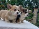 Corgi gallois pembroke chiots à vendre