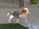 Chiots Cavalier King Charles Offre