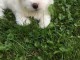 Chiot coton de tulear a Donner