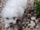 chiots Bichon maltais à donner pour adoption