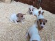 Chiots Jack Russell Terrier J Offre