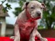 American Pit Bull Terrier chiots