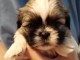 Shih Tzu chiots à vendre