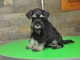 Schnauzer nain BEAUX chiots