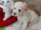 Bichon Frisé beaux chiots