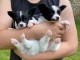 chiots epagneul nain continental (papillon)