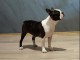 Boston Terrier chiots à vendre