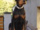 Dobermann chiots à vendre