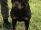 Garçon Rottweiler à vendre