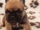 Chiot bouledogue français femelle