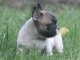 Chiot bouledogue français femelle