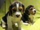 Adorables chiots Beagle