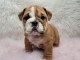 Adorables chiots bouledogues anglais