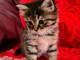 Magnifique chaton Bengal en adoption