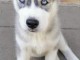 Mignons chiots Husky en adoption 