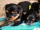 Adoption de magnifiques chiots yorkshire 