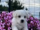 chiot Coton de Tulear a donner 