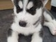  Chiots Husky Siberien A Donner Contre bon soin