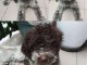 Lagotto Romagnolo chiots à vendre