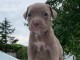 Pitbull chiots à vendre