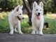 Berger Blanc Suisse chiots à vendre