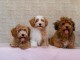 Bichon havanais chiots