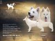 Berger Blanc Suisse chiots