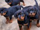 Rottweiler a donner contre bon soin 