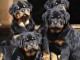 Chiots rottweiler a donner contre bon soin 