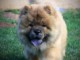 Chow Chow chiots à vendre