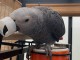 Perroquet  gris du Gabon 