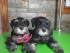 Schnauzer nain chiots à vendre