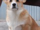 Corgi gallois Pembroke chiots