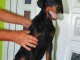 Doberman MEILLEURS chiots