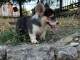 Welsh Corgi Pembroke chiots à vendre