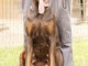 Doberman chiots à vendre