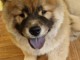 Vend chiots chow chow