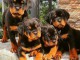 Chiots rottweiler a donner contre bon soin 