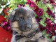 Adorables petit chiots malamutes à adopter très magnifiques 