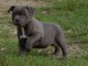 Chiots Staffordshire Bull Terrier LOF a donner