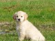 chiots golden retriever a donner