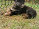 chiot Berger allemand a donner