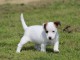 Chiot jack russell a donner