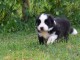 chiots Border collie a donner