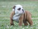 chiot bulldog anglais a donner