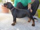 Magnifique chiots dobermann a donner