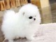 chiot Spitz pomeranian